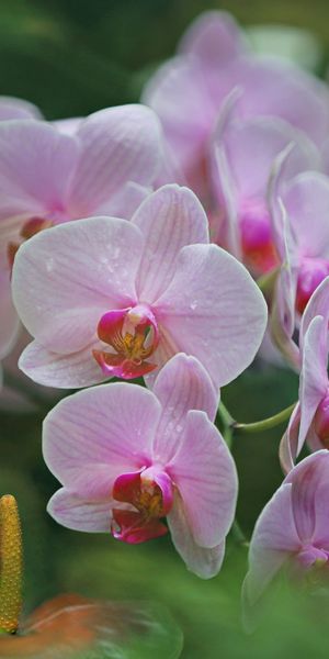 Phone wallpaper: Nature, Flowers, Flower, Blur, Earth, Orchid, Pink Flower free download