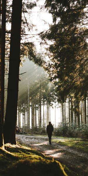 Serene Forest Wallpaper: Embrace Loneliness in Nature - Free for Phones