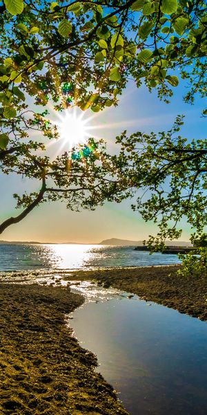 Serene Shoreline with Trees and Sunlight