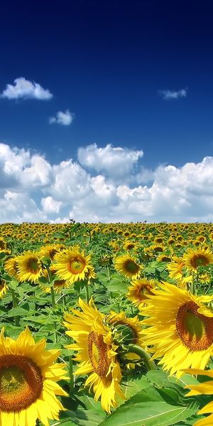 Awesome Sunflower Field with Blue Sky - Perfect Phone Wallpaper