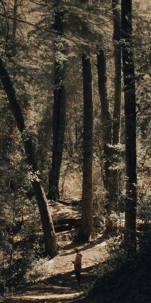 Phone wallpaper: Human, Trees, Forest, Path, Person, Nature free download