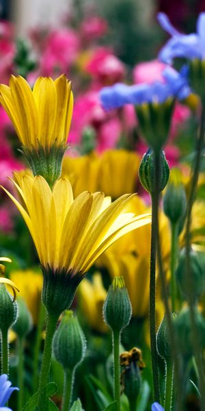 Colorful Colorado Garden Flowers - Perfect iPhone Wallpaper for Nature Lovers
