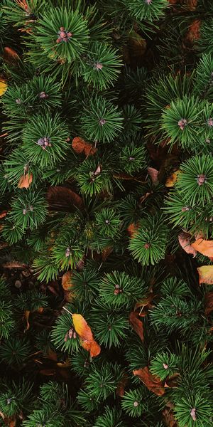 Phone wallpaper: Spruce, Fir, Needle, View From Above, Plant, Nature free download