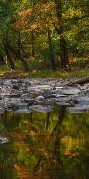 Phone wallpaper: Trees, Shore, Bank, Nature, Stones, Lake, Water free download