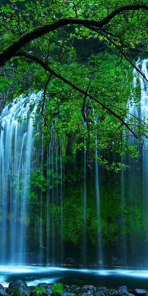 Serene Waterfall Surrounded by Lush Green Trees