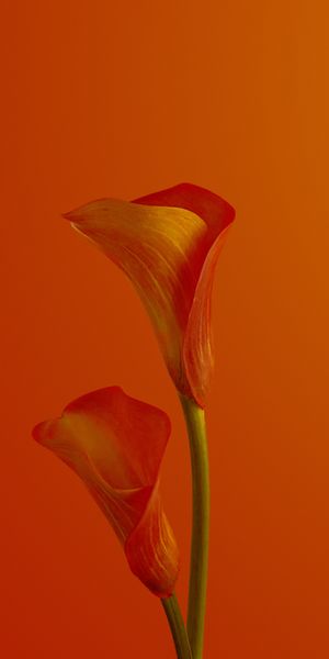 Elegant Red Calla Lily Mobile Wallpaper