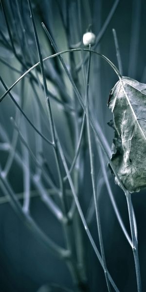 Phone wallpaper: Plants, Trees, Leaves free download