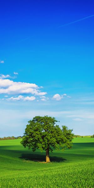 Idyllic Green Landscape with a Single Tree Under a Bright Sky