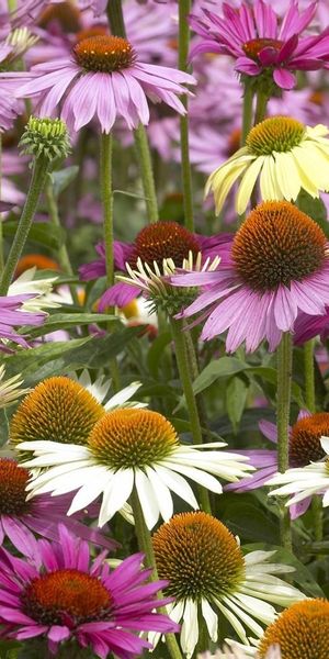 Phone wallpaper: Echinacea, Flower Bed, Flowerbed, Flowers, Multicolored, Colorful free download