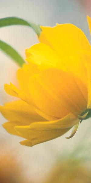 Phone wallpaper: Flowers, Flower, Blur, Close Up, Earth, Yellow Flower free download