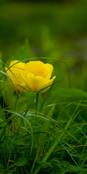 Vibrant Yellow Flower Surrounded by Lush Green Grass