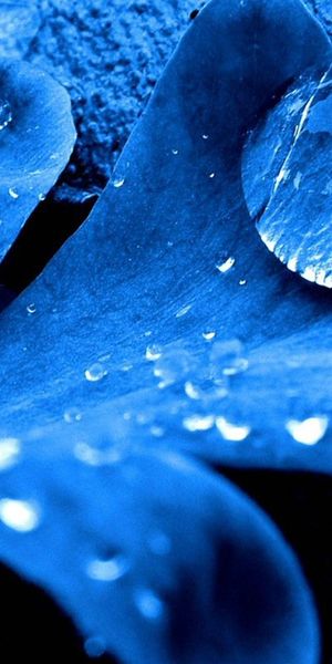 Beautiful Macro Water Drops on Leaf - Perfect Phone Wallpaper