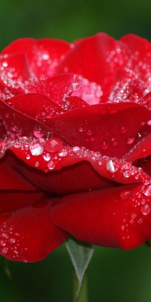 Beautiful Red Rose with Glistening Water Drops