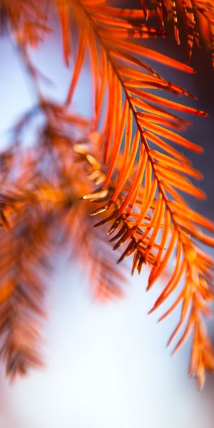 Phone wallpaper: Stems, Macro, Leaves, Blur free download