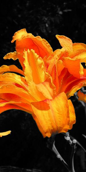 Phone wallpaper: Flowers, Earth, Lily, Selective Color free download