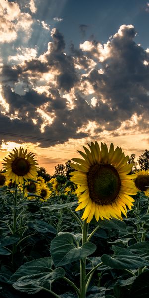 Breathtaking Sunset Over a Vibrant Field of Sunflowers