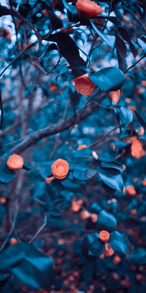 Elegant Blue Roses in a Garden Setting