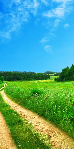 Serene Meadow Pathway in Nature