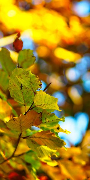 Beautiful Autumn Leaves with Bokeh Background