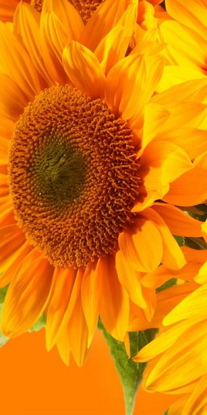 Phone wallpaper: Sunflower, Flowers, Flower, Earth free download