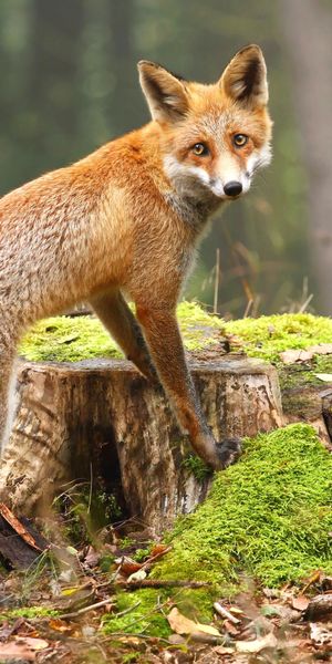 Phone wallpaper: Fox, Blur, Animal, Moss, Stump free download