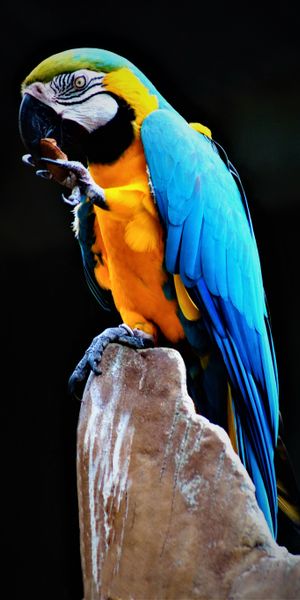 Colorful macaw on a rock - 4K mobile wallpaper featuring exotic birds