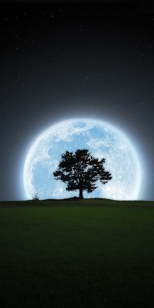 Beautiful Night Scene with Tree Silhouette and Full Moon