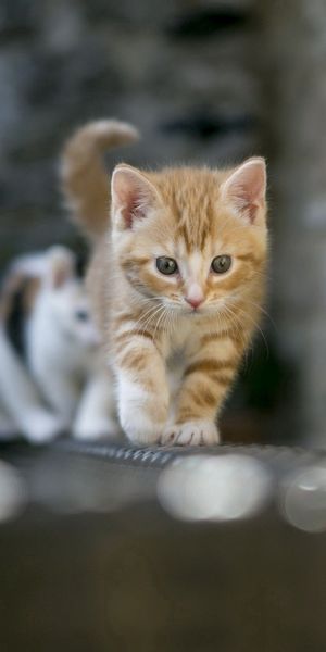 Delightful Kitten Wallpaper: A Soft Focus on Playful Felines