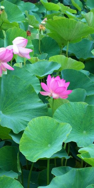 Phone wallpaper: Lotuses, Flowers, Lot, Leaves, Greens free download