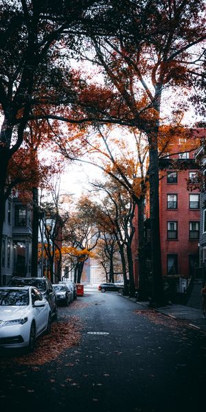 Beautiful Autumn Street Scene with Vibrant Trees and Cars