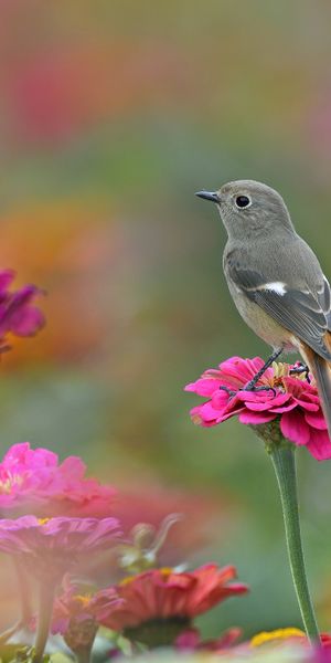 Phone wallpaper: Birds, Flower, Bird, Blur, Animal, Pink Flower free download