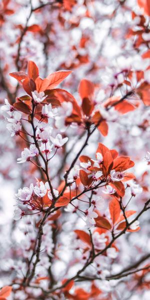 Beautiful phone wallpaper featuring vibrant flowers and branches in bloom