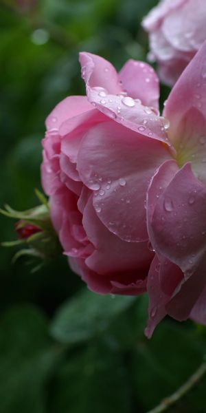 Beautiful pink rose wallpaper with dew drops for your phone