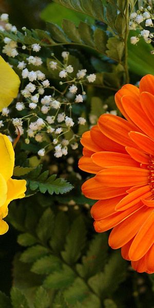 Bright Floral Phone Wallpaper with Yellow Roses and Orange Gerbera Daisies