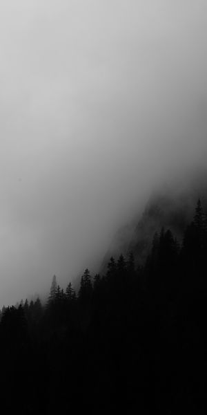 Dark and Foggy Forest Scene for Mobile Wallpaper