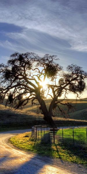 Sunset Road with Tree and Fencing in Nature