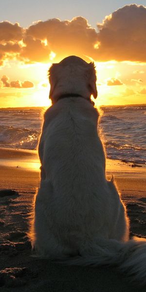 Golden Retriever Watching the Sunset on the Beach