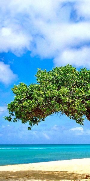 Twisted Tree on Aruba Beach - A Tropical Paradise