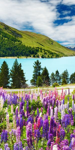 Breathtaking Mountain Landscape with Vibrant Flowers and Clear Lake