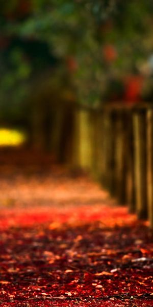 High-Quality Autumn Fence Photography for Your Mobile Wallpaper