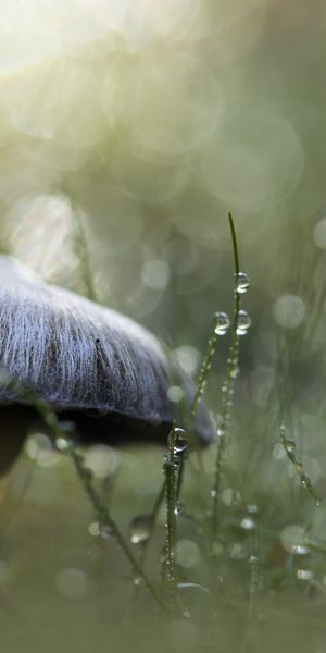 Phone wallpaper: Nature, Grass, Close Up, Earth, Mushroom, Bokeh, Water Drop free download
