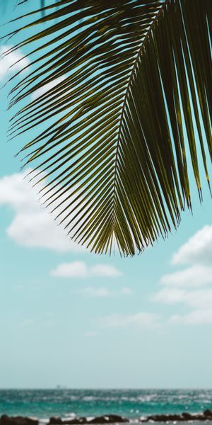 Tropical Palm Leaves Overlooking the Calm Sea