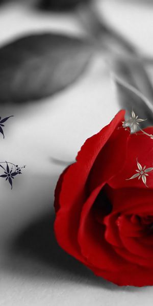 Artistic Red Rose Wallpaper for Your Mobile Device