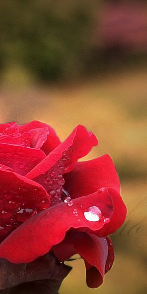 Beautiful Red Rose Wallpaper - Free Floral Background for Your Device
