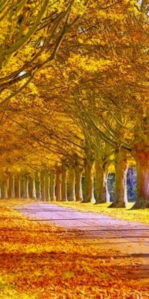 Phone wallpaper: Nature, Road, Park, Tree, Fall, Earth, Colorful, Sunny free download