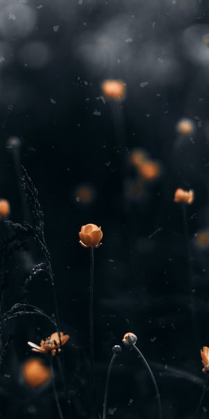 Beautiful Macro of Yellow Flowers for Mobile Wallpaper