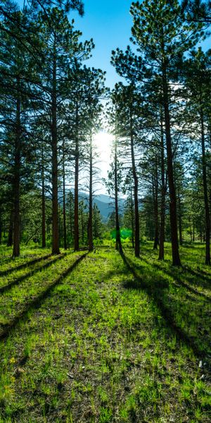 Breathtaking mobile wallpaper of a pine forest with sunlight and mountains