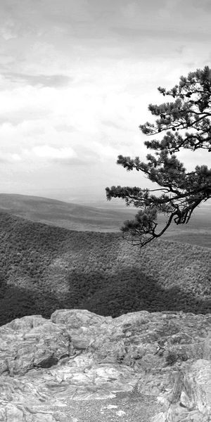 Phone wallpaper: Landscape, Trees, Tree, Earth, Black & White free download