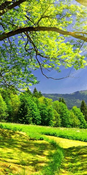 Lush Green Nature Landscape Wallpaper Perfect for Your Phone