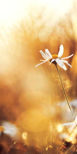 Beautiful macro shot of a daisy flower in summer sunlight - 4K mobile wallpaper